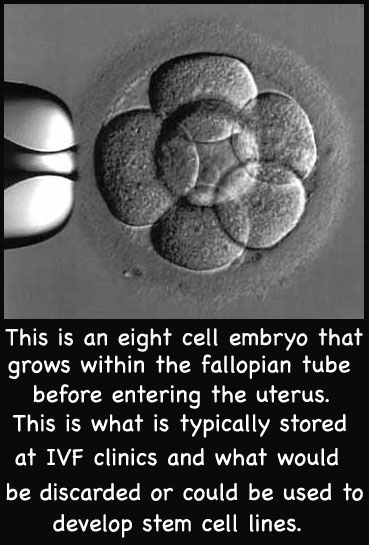 Eight cell embryo